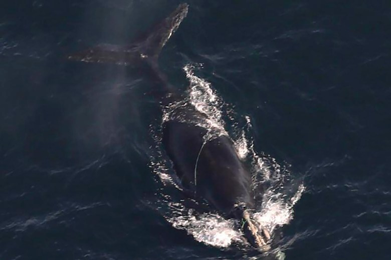 ​Endangered right whale numbers up slightly