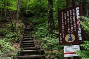 Japan governor asks for military help against ‘dire’ bear attacks