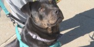 Studies show strong connection between domestic violence and animal abuse