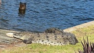 Recurring crocodile in Brevard County reportedly kills dog