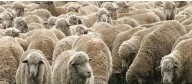 35 sheep stolen from Bandipora farmer; police launch investigation