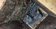 Rescatan a una yaguareté junto a sus crías en Misiones