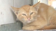 ¿Dónde Esterilizar Gratis a tu Mascota en Tamaulipas? Secretaría de Salud Anuncia Campaña