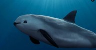 ¡Buenas noticias! Avistamientos de vaquitas marinas reavivan la esperanza para especie en peligro de extinción