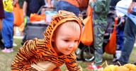 Boo Fest is a Halloween