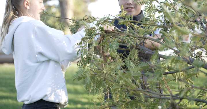 Sentinel High School students revitalize campus with 35 new trees