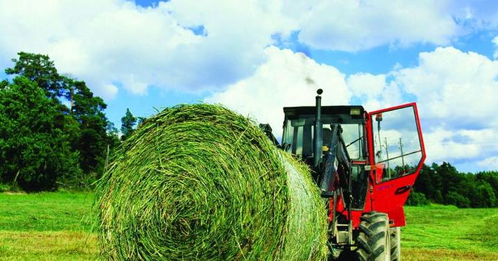 Proactive Hay Testing: Tips for Accurate Sampling and Better Feed Management