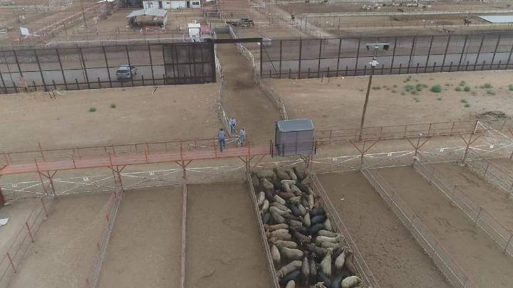 Buscarán reapertura de frontera para el ganado durante visita de autoridades estadounidenses en noviembre