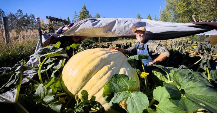 'Keying in on giants': Local grower eyes smashing his own county pumpkin record