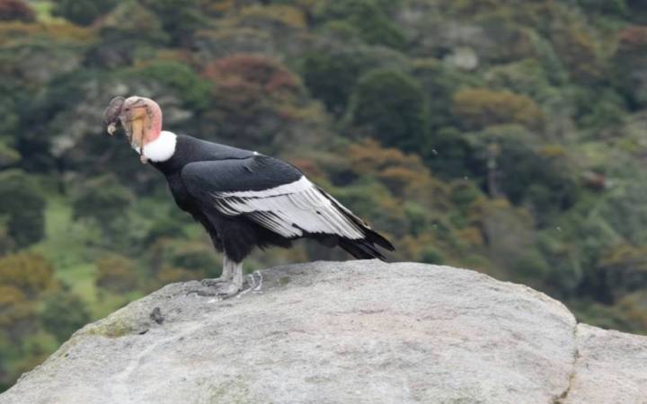 Avistamiento de cóndor andino en el Parque Nacional Sierra de la Culata