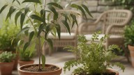 Parece ciencia-ficción, pero es real: algunas plantas pueden producir oro, y las podemos cultivar en casa