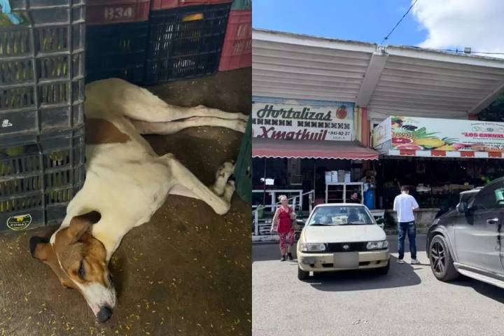 Detienen al probable responsable del envenenamiento de perros en la Central de Abastos de Mérida