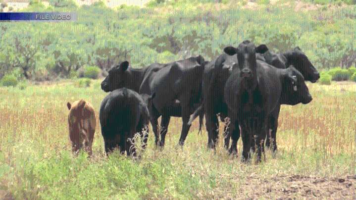 New Mexico ranchers voice concerns on Trump’s plan to import beef from Argentina