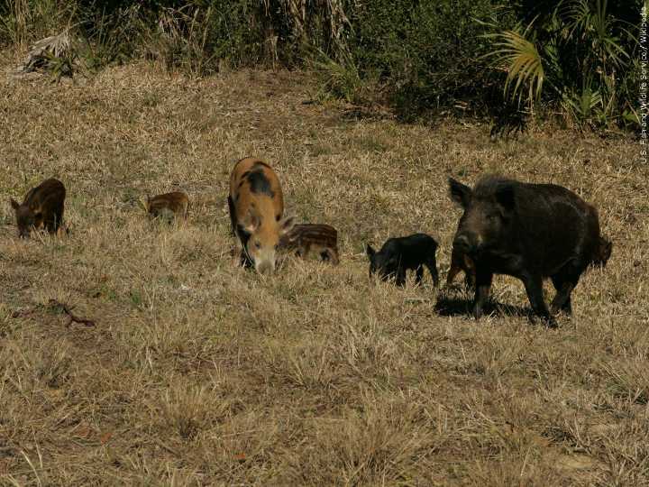 Mississippi helps farmers rid properties of wild hogs