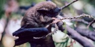 Person in Michigan bitten by bat that tested positive for rabies, officials say