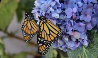GUANAJUATO FORTALECE EL MONITOREO DE LA MARIPOSA MONARCA CON TECNOLOGÍA