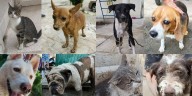 Lanzan lista de mascotas halladas en Poza Rica tras inundaciones: así puedes buscar al tuyo