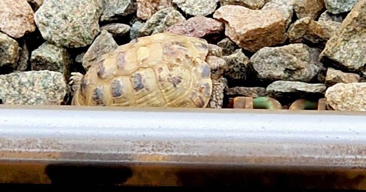 Runaway tortoise named Mr. T saved after wandering onto train tracks