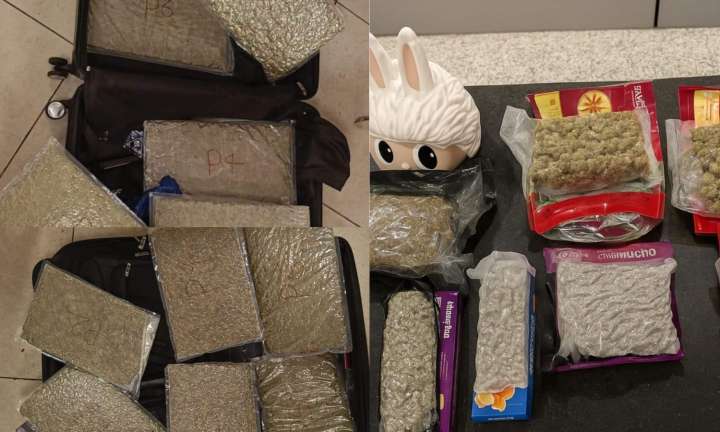 Chennai Customs seizes Rs 10 crore worth of hydroponic ganja, arrests smuggler