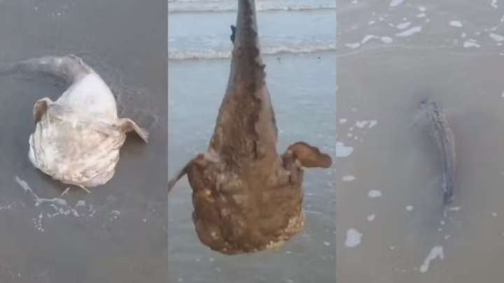Video muestra el momento en que un pez sapo aparece en una playa de Brasil: son conocidos por cambiar de color al salir de agua