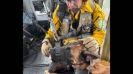 Impresionante rescate aéreo de un perro herido en un cañón de Arizona