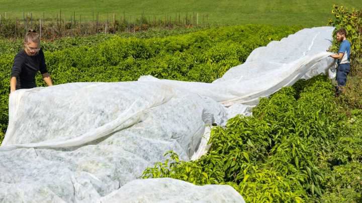 How To Protect Outdoor Plants From Frost, Step By Step