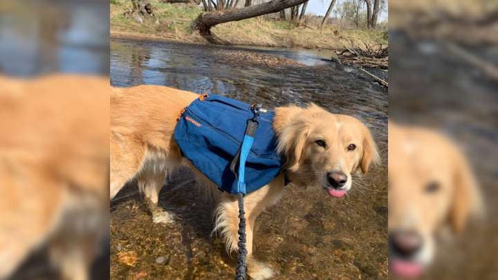 Colorado Family Dog Looked Like A Golden Retriever, But Something Didn’t Add Up
