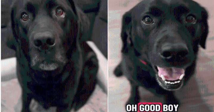 Labrador Can’t Contain His Joy When He Learns He’s Visiting His Grandparents