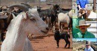 Harvested rangeland goat market stable amid price fluctuations