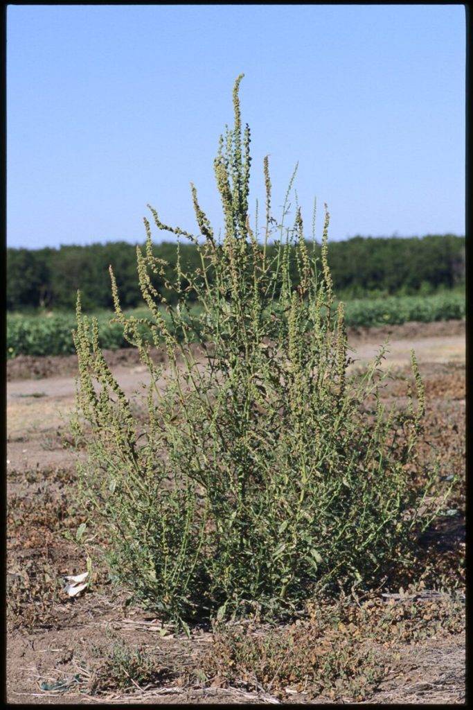 Palmer Amaranth Detected In Divide County