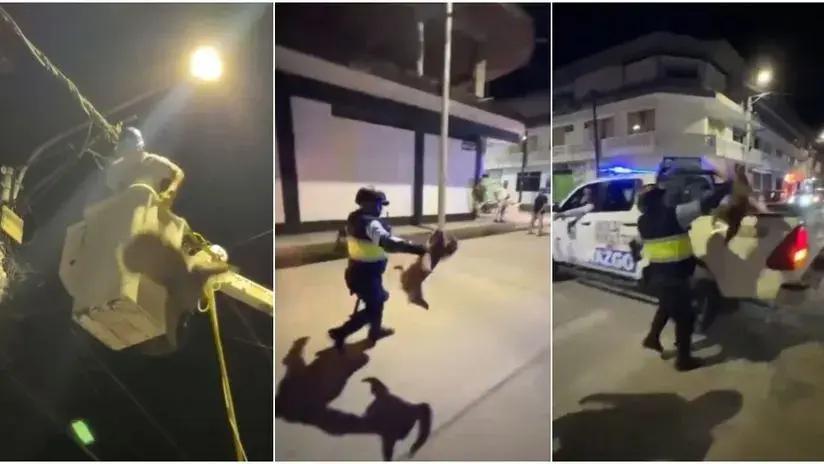 “Un acto de crueldad”: investigan maltrato a oso perezoso durante rescate en Tocache [VIDEO]