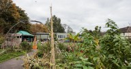 Inside the once forgotten spot transformed into a magical ‘secret garden’