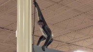 Monkey on the loose at Plano Spirit Halloween store