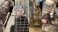 Louisville man arrested after 19 dogs found in 'extremely' poor conditions