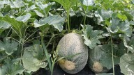 Melón y bienestar verde: Cundinamarca combate la deforestación en Beltrán con alternativas agrícolas sostenibles