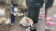 Missouri Rescuers Save A Dog In Shocking Condition, And She Can’t Stop Hugging Them