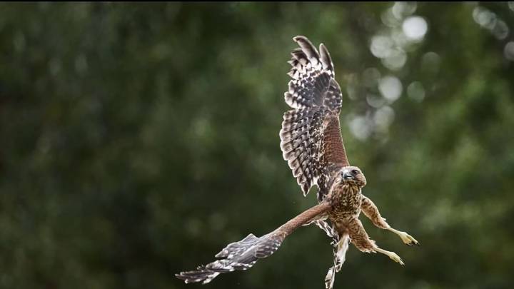 Hawk found injured in San Jose recovers