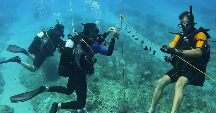 IVF is helping coral reef restoration with a reproductive boost