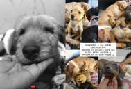 Disparan y matan a perrita que amamantaba a sus crías en El Salto, Jalisco; tuvieron que dormirla