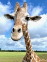 Activist in giraffe suit arrested at Portland ICE protest