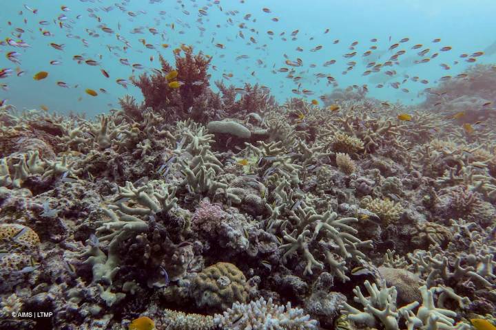 "Daños irreversibles". Por qué los arrecifes de coral tropicales llegaron a un punto de no retorno