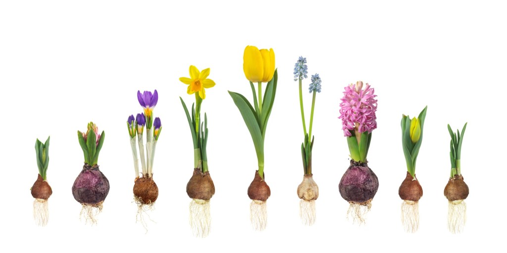 All about planting bulbs such as daffodils, tulips, hyacinths and lilies