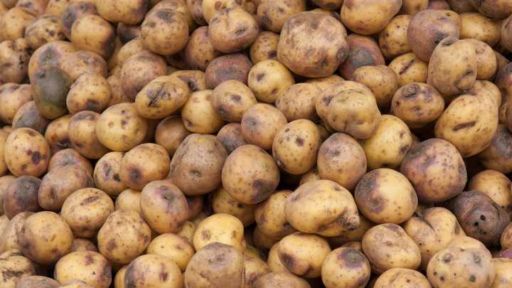 Why Potatoes Develop Dark Spots