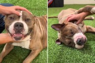 Dog Abandoned After Owner Had ‘No Time’—Now He’s Looking for a Forever Home %%page%% %%sep%% %%sitename%% Dog Abandoned After Owner Had 'No Time'