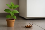 ¿Cucarachas en casa? Con esta planta puedes mantenerlas lejos