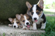 Woman Drives Home From Work, Then She Sees Pack of Corgi Pups Needing Help
