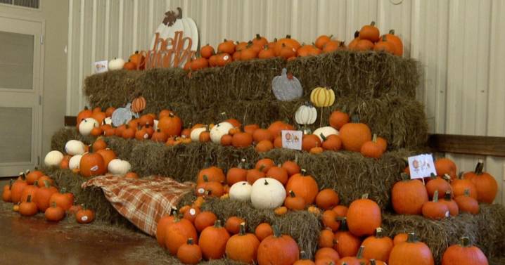 Loreauville pumpkin patch brings fall fun and community spirit for sixth year