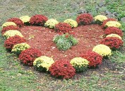 Mum Festival in Saugerties this Sunday
