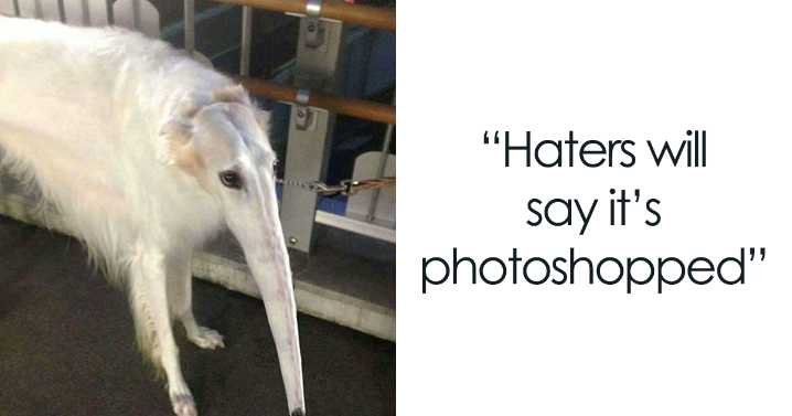 40 Funniest Animal Fails Caught When Taking Panoramas (New Pics)