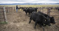 Trump's plan to increase foreign beef imports upsets Montana cattle ranchers